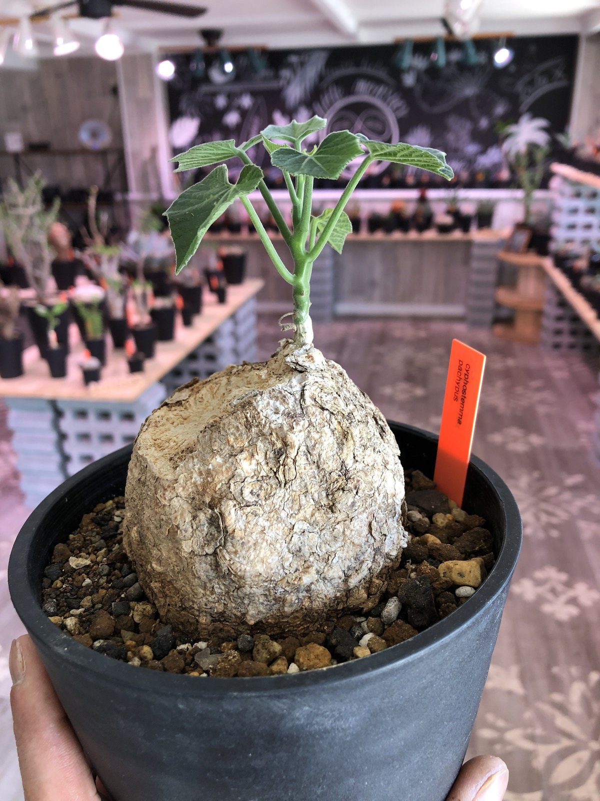 cyphostemma pachypus《L size》 | plants holic cyphostemma pachypus《L size》 | plants holic