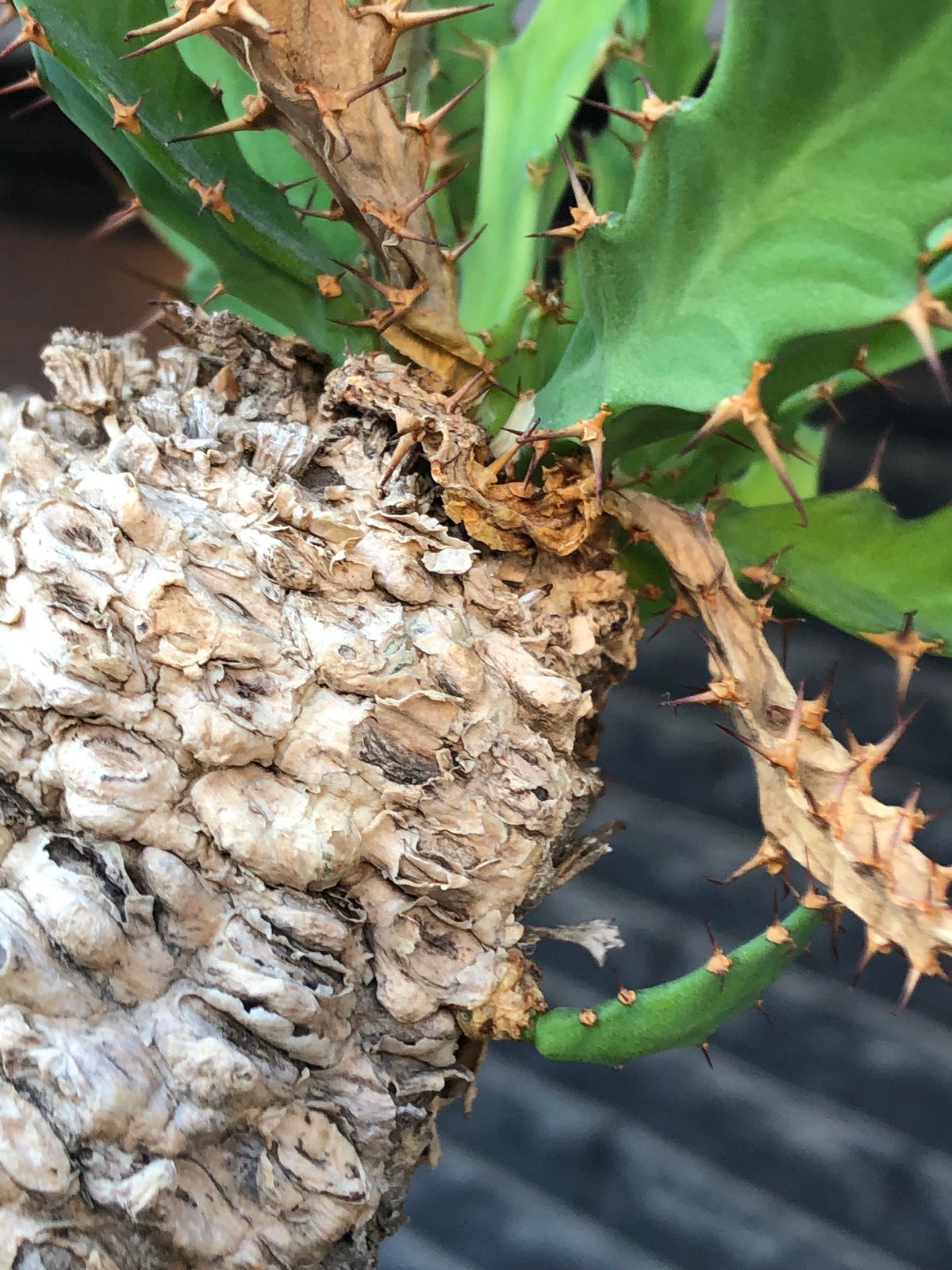 ユーフォルビア クラビゲラ 現地球 新芽展開 塊根植物 ユーフォルビア