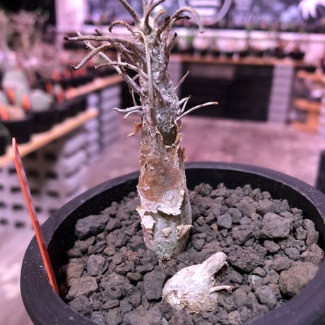 sesamothamnus rivae《大きめS size》※現地球発根済株※店主国内管理2年株※小振り現地球株は逆に珍しく小さくても表皮のメクれが堪らない一株‼︎※mad black pot植え