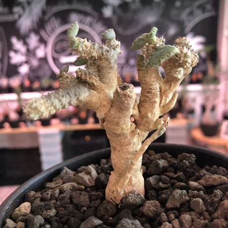 euphorbia tulearensis《小さめM size》※特に白味が強く美しい希少性激高ユーフォルビア‼︎balance良き将来有望株‼︎※mad black pot植え