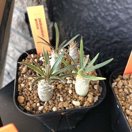packypodium   gracilius   リトモン seed《２個セット》