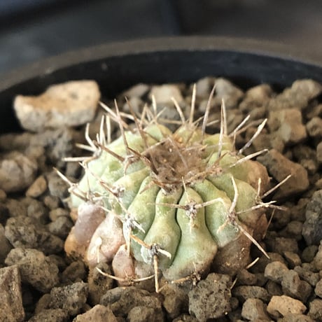 copiapoa  cinerea  var.columna-alba 白棘孤竜丸《S size》激希少※現地球株カキ仔自根株※良きDNAを継承‼︎白き孤竜丸※mad black pot植え