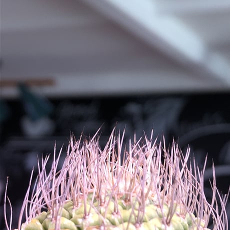 strombocactus 菊水《M size》希少‼︎現地球発根済株※店主国内管理8年株※激希少株の上、美しい樹形で堪らない良きサイズ感‼︎※mad black bowl pot植え