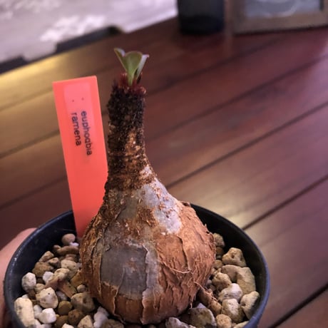 euphorbia     ramena《S size》