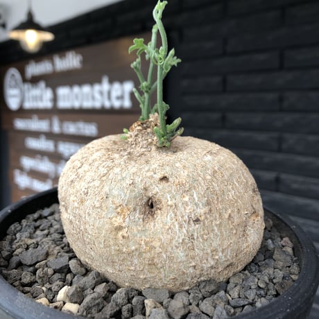 kedrostis africana《大きめL size》※現地球発根後店主国内管理2年株※大変ぼってりと丸い極美株‼︎雌雄異株型種‼︎※mad black bowl pot植え