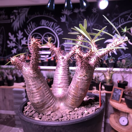 packypodium  gracilius（S size）希少‼︎三分頭株🌵🌵🌵※現地球発根済株※小振りSサイズでコンパクトな珍しい三つ子グラキ‼︎※mad black pot植え