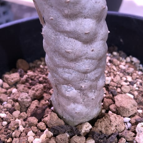 euphorbia    poissonii《L size》希少大株‼︎