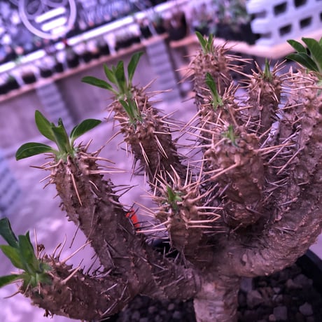 euphorbia    guillauminiana《M  size》整った枝ぶりbalanceのギラウミ