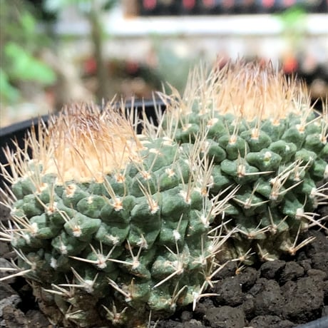 strombocactus 白棘菊水 4分頭《Lsize》※littmon seed株※現地球株と比べ生育は早く例年開花も楽しめる美樹形な一株‼︎※black bowl pot植え