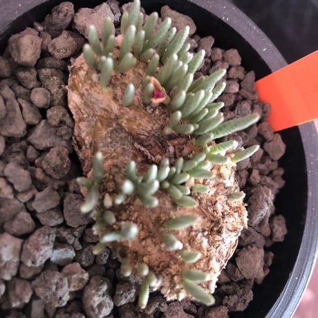 avonia   alstonii《L size》※特に、扁平感が強き大きめ塊根を持ち肌質粗めな希少大株アルストニー※ mad black bowl pot植え