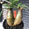 pachypodium gracilius《大きめS size》希少一部green肌&W-he\'d株※現地球発根後店主国内管理2年株※霜降り迷彩柄の良樹形株※mad black bowl pot植え