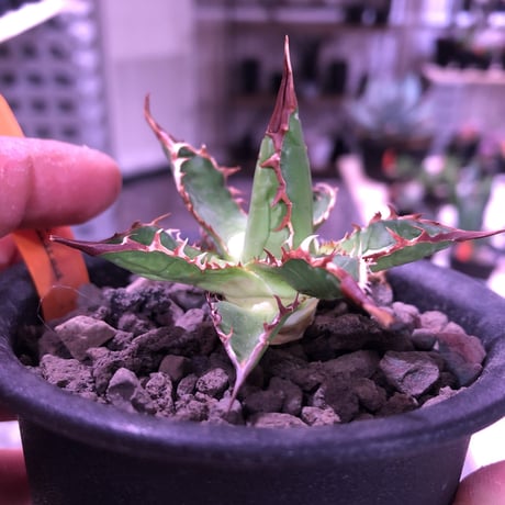 agave    ドワーフィー