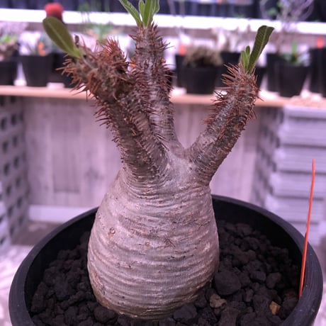 packypodium  gracilius 白肌 《M size》現地球  発根済み株   mad black pot植え（限定①株）
