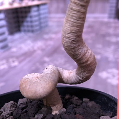 euphorbia     ramena《 M size》