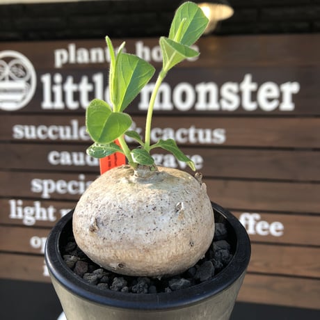 pentagonanthus grandiflorus ssp.glabrescens《L size 》※現地球発根後店主国内管理3年株※激希少種‼︎可愛すぎる装い※mad black pot植え