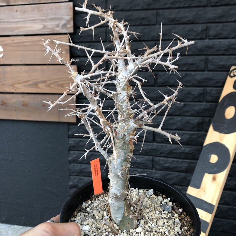 commiphora simplicifolia《L size》シルバーの枝と棘‼︎ |