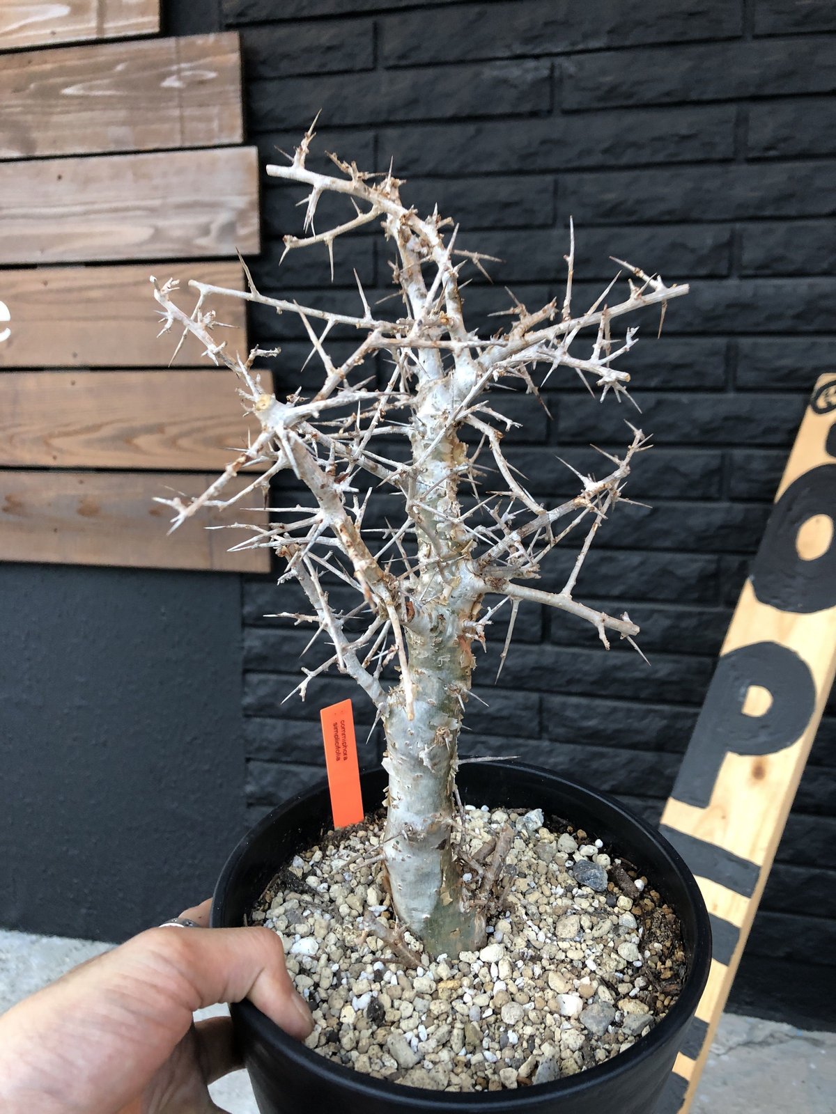 commiphora simplicifolia《L size》シルバーの枝と棘‼︎ |