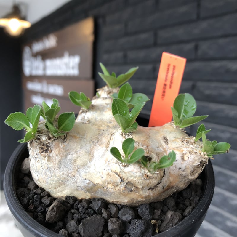 pachypodium brevicaule恵比寿笑い《M size》※現地球発根後店主国内
