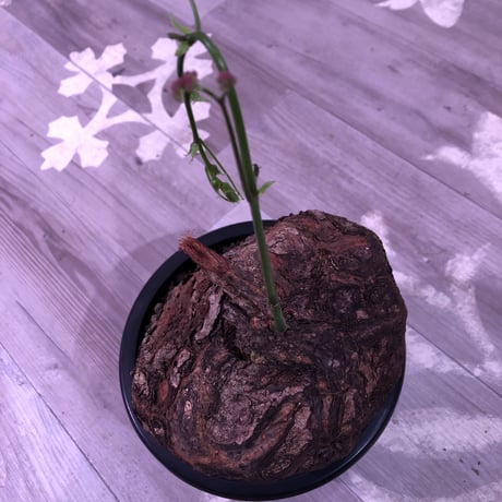 cyphostemma     pachypus《L L size》激希少size‼︎ ※歴史と生き様を実感できる大株‼︎ ✨驚愕‼︎1周年感謝株No.⑤