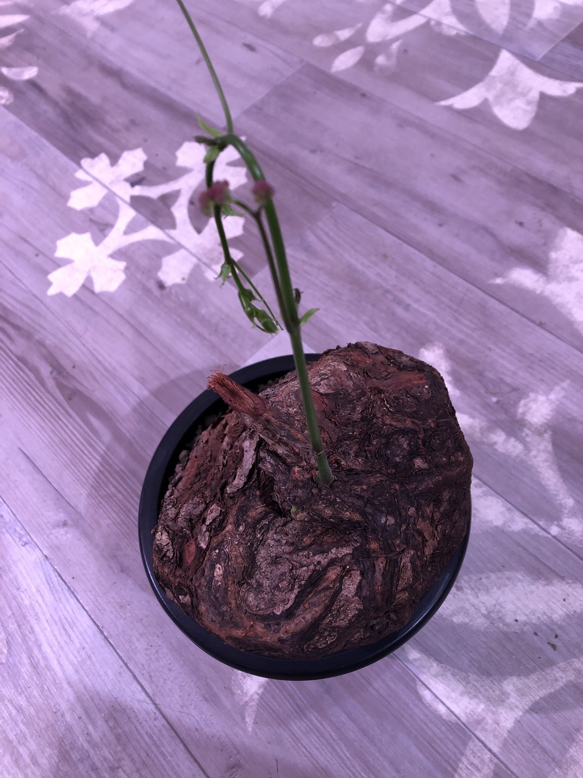 cyphostemma pachypus《L L size》激希少size‼︎ ※歴史