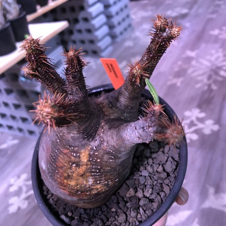 packypodium  gracilius《大きめM  size》※現地球発根済※渋い現地焼けとぼってり樹形のトトログラキ‼︎短枝枝数多く良きbalance株‼︎※mad black pot植え