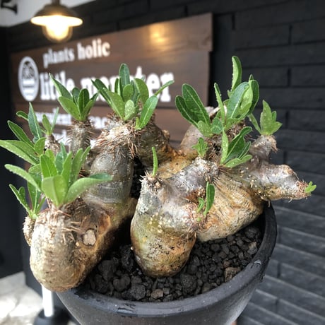 pachypodium brevicalyx《L size》※現地球発根後店主国内管理5年株※枝振り良く全体バランスも良きブレビらしい低重心※mad black bowl pot植え