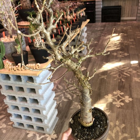 bursera fagaroides《 L L size》極太最高品質※現地球発根済株※店主国内管理6年株※厳つく極太唯一無二感強き渾身の一株※mad blown marble bowl pot植え