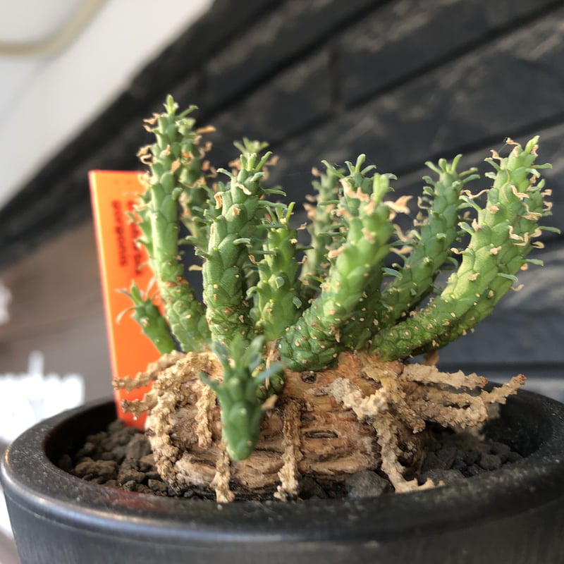 euphorbia gorgonis《L size》※現地球発根後店主国内管理3年株※人気🐙タ