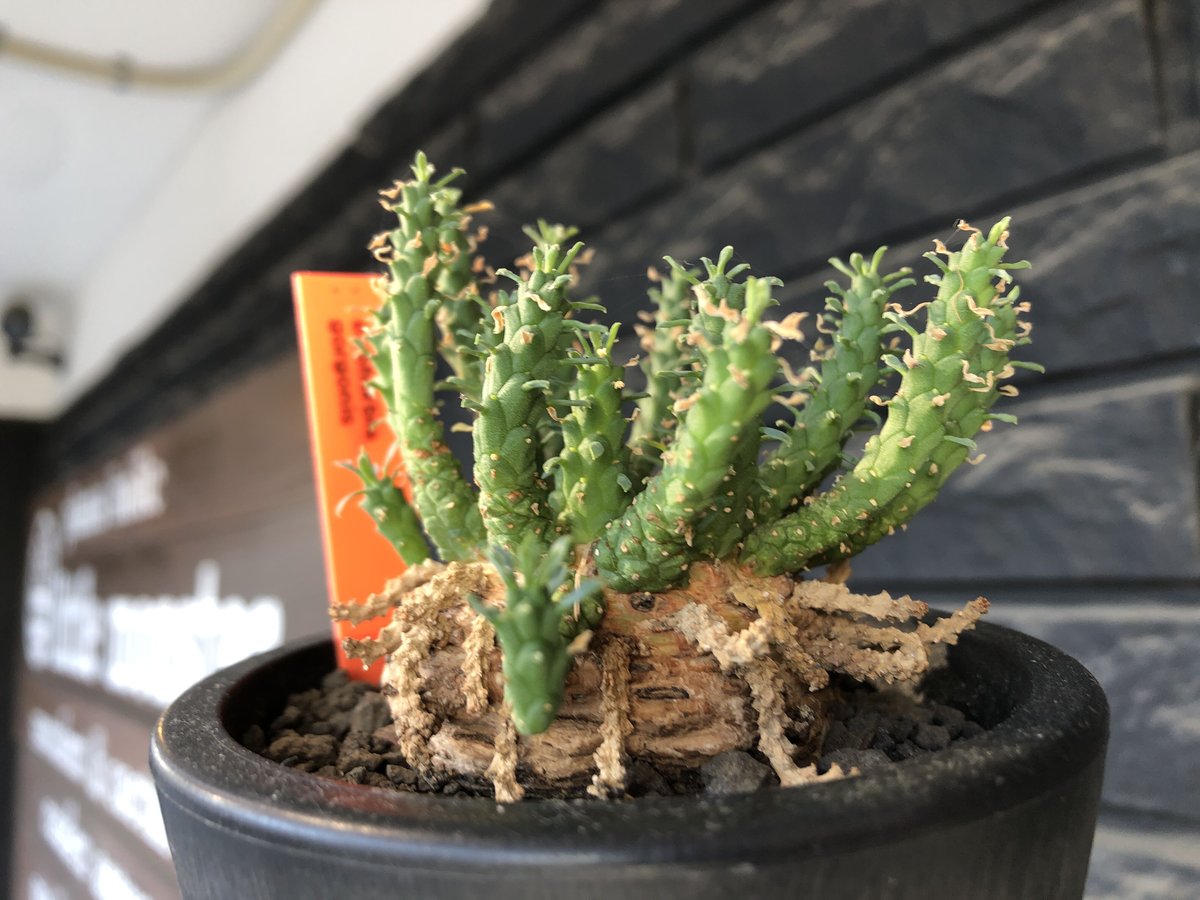 euphorbia gorgonis《L size》※現地球発根後店主国内管理3年株※人気🐙タ
