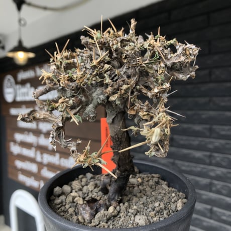 sarcocaulon  vanderietiae《大きめM size》※現地球発根後店主国内管理3年株※希少春秋型種‼︎良樹形な幹上がり仕立ての一株※mad black pot植え