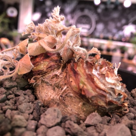 pelargonium  appendiclatum《M size》※店主個人株‼︎現地球発根済株※実生株しかまず出回る事のない激希少‼︎更にW-he'd‼︎🤩※mad black pot植え