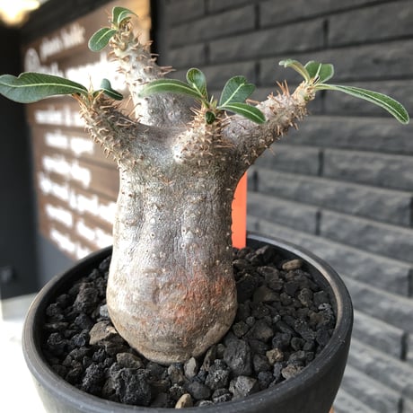 pachypodium  cactipes《 大きめS  size》※現地球発根済株※店主国内管理2年株※大変バランス良き可愛い選抜株‼︎※mad black bowl pot植え