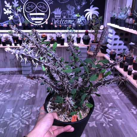 euphorbia    milii《L size》