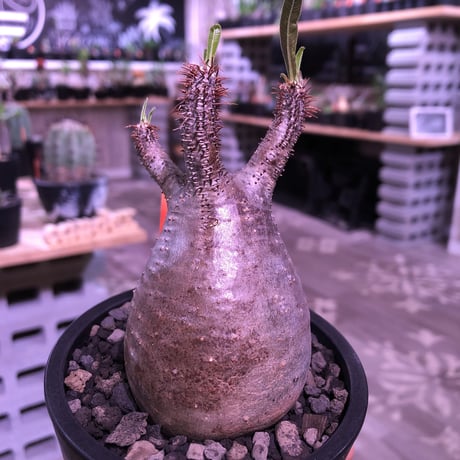 packypodium  gracilius《S size》※現地球発根済み株‼︎  （限定1株）※虜になってしまう球体チビキリス　※mad black pot植え