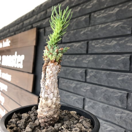 euphorbia ramiglans《 M size》※現地球発根済株※店主国内管理発根後2年株※ゴツゴツ感と白く美しく朽ちくした肌が堪らなく味深い一株‼︎※mad black pot植え