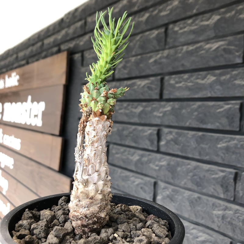 euphorbia ramiglans《 M size》※現地球発根済株※店主国内管理発根後2