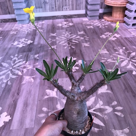 packypodium  gracilius《大きめ M size》※現地球株  発根済み株‼︎  （限定1株）