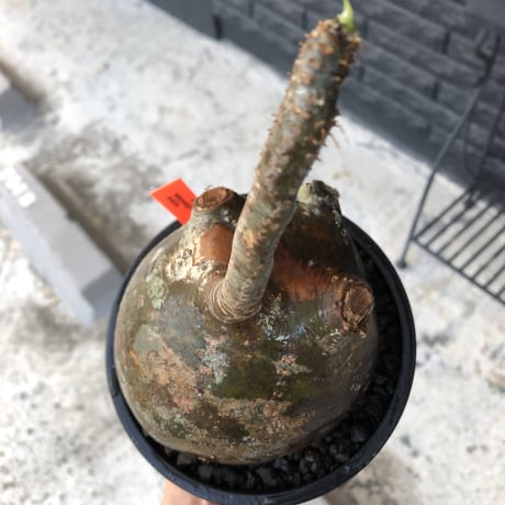 pachypodium  gracilius《L size》迷彩肌※現地球発根済株※迷彩柄に枝折れが故に提灯あんこう見たく堪らぬかわいさ‼︎ぼってり樹形選抜株※mad black bowl pot植え