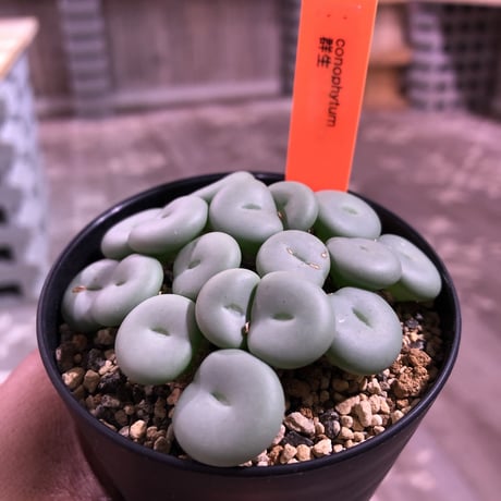 euphorbia   obesa  &  conophytum  群生🌵《set‼︎》