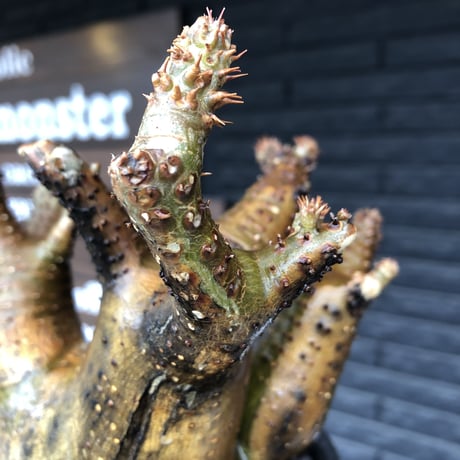 pachypodium makayense《L size》三分頭株green &gold肌&現地焼け※現地球発根後店主国内管理5年株※えげつない極wild※black bowl pot植え