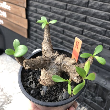 euphorbia  itremensis 《M size》※現地球発根済株※店主国内管理3年株※個体差の激しい樹形とmad質な葉&表皮colorが魅力で堪らない人気者※mad black pot植え