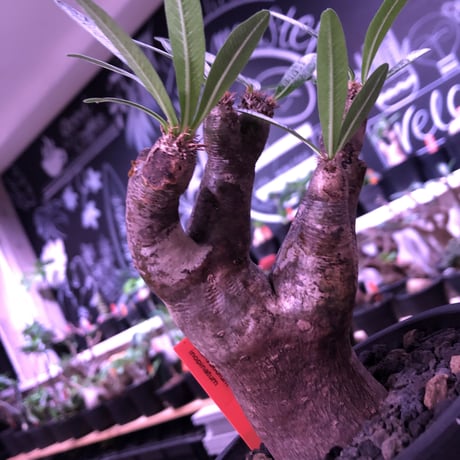 packypodium  inopinatum《M size》※現地球発根済株※繊細な葉を持ち自己主張強き樹形の希少高きイノピ※mad black pot植え