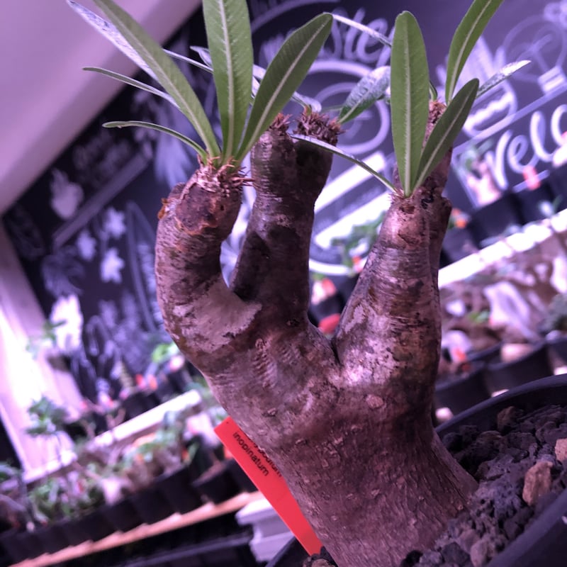packypodium inopinatum《M size》※現地球発根済株※繊細な葉を持ち