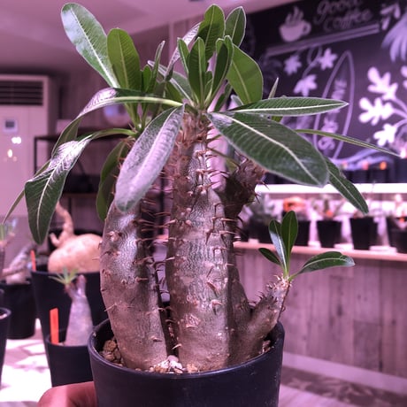 packypodium    cactipes《S size》triple-he'd  三分頭‼︎ 発根済み株