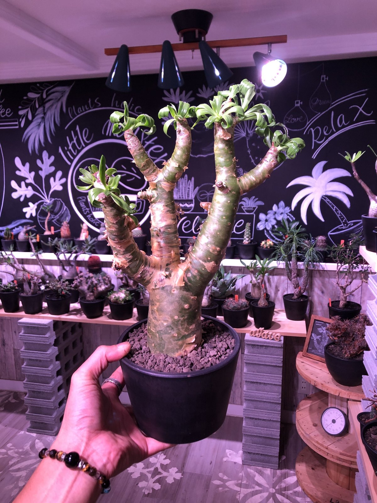tylecodon paniculatus 《太めM size》店主3年管理株‼︎ 激推し株 tylecodon paniculatus 《太めM size》店主3年管理株‼︎ 激推し株