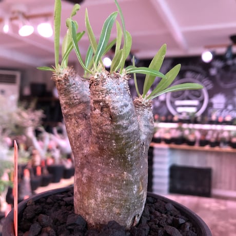 packypodium  inopinatum《大きめS  size》※現地球発根済株※繊細な葉を持つ希少高きかわいいイノピ※mad black bowl pot植え