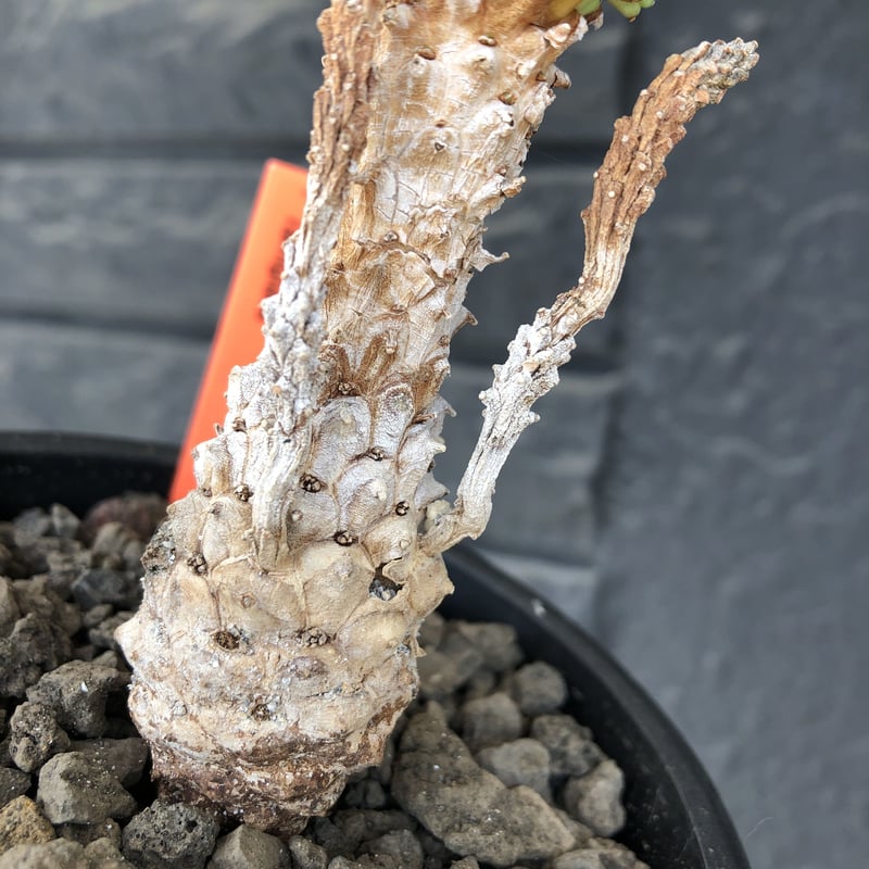euphorbia ramiglans《 M size》※現地球発根済株※店主国内管理発 