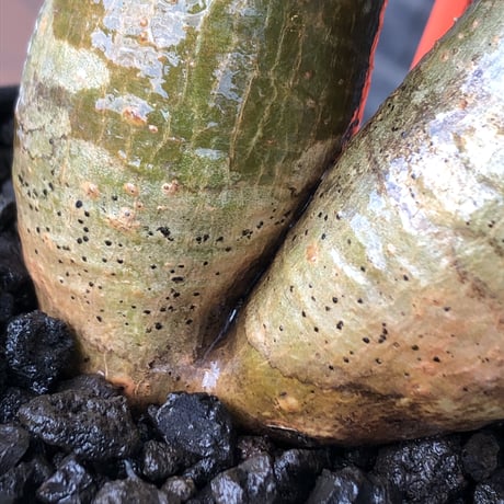 pachypodium gracilius《大きめS size》希少一部green肌&W-he'd株※現地球発根後店主国内管理2年株※霜降り迷彩柄の良樹形株※mad black bowl pot植え