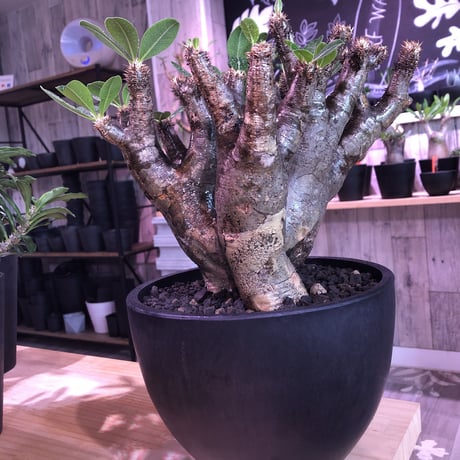 packypodium   enigmaticum《L L size》※三分頭  発根済み株  mad gray-black肌   mad  black  bowl  pot植え