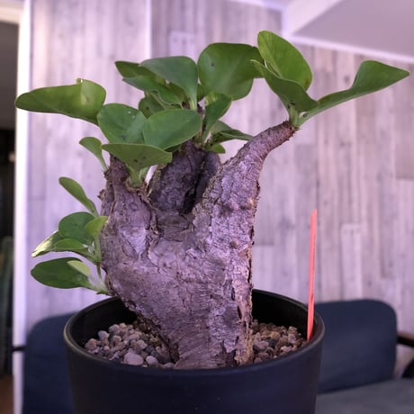euphorbia  itremensis《M size》コンパクトにまとまったイトレ‼︎味のある表皮のひび割れに力強さを感じる1株‼︎